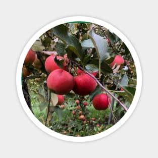 Apple Branch in the Apple Orchard Magnet